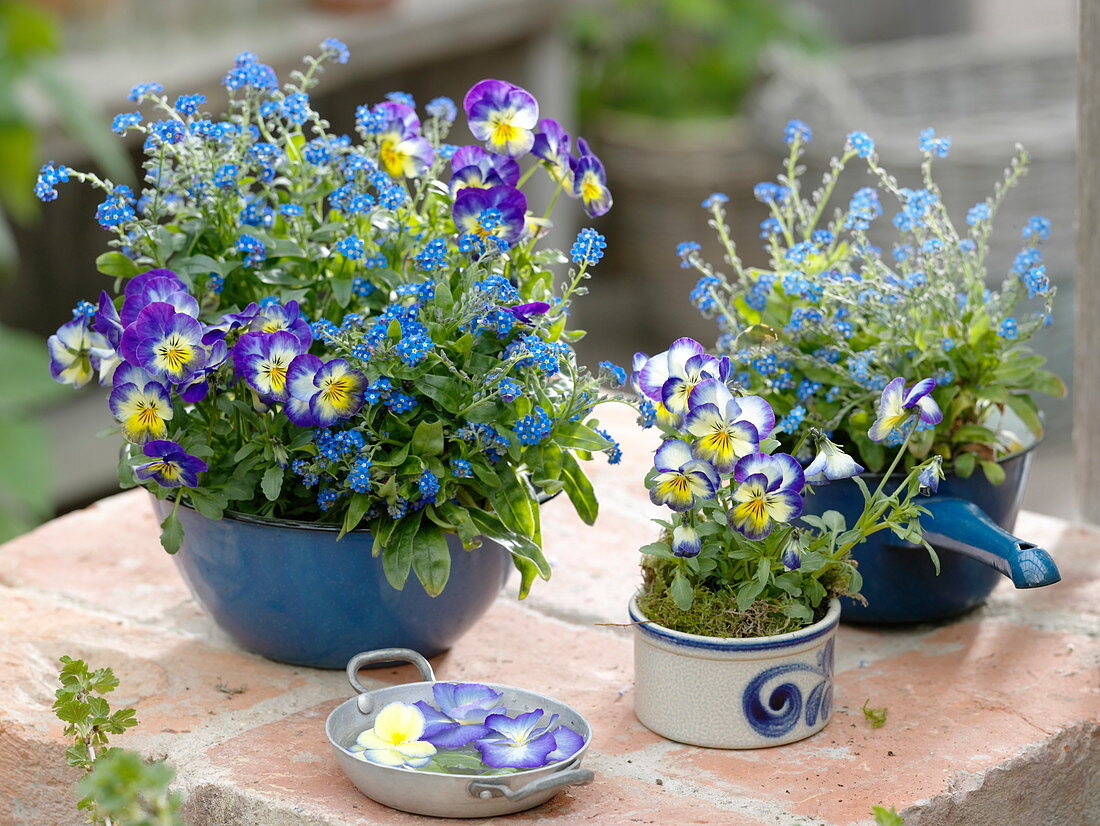 Viola cornuta (Hornveilchen), Myosotis 'Myomark' (Vergißmeinnicht)