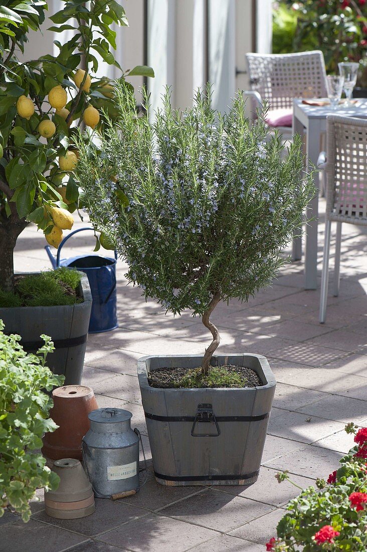 Rosemary with twisted stem in wooden tub, citrus limon