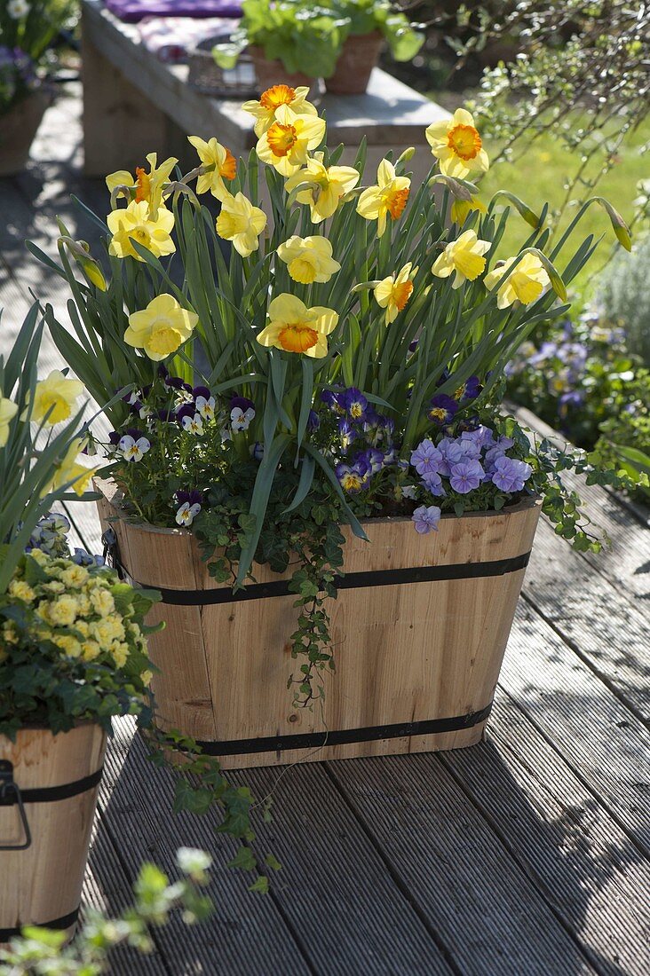 Holztrog mit Narcissus 'Cairngorm 'gelbweiß, 'Delibes 'gelborange (Narzissen)