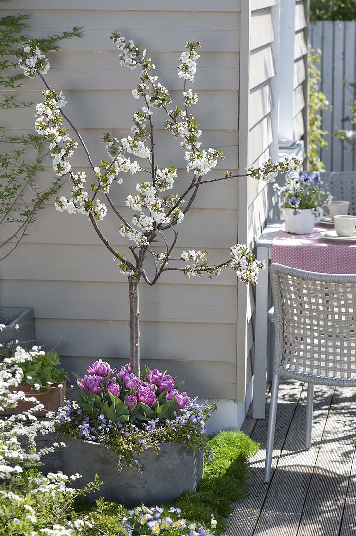 Prunus Cerisier 'Nabella' (Dwarf Sour Cherry) from Delbard