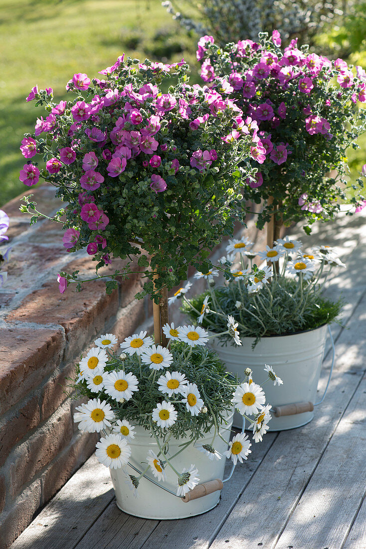 Anisodontea 'Lady in Pink' (Cape mallow) in enamelled buckets