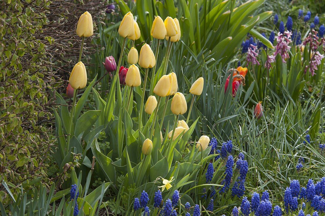 Tulipa 'Yellow Flight' (tulips) in a spring border with Muscari