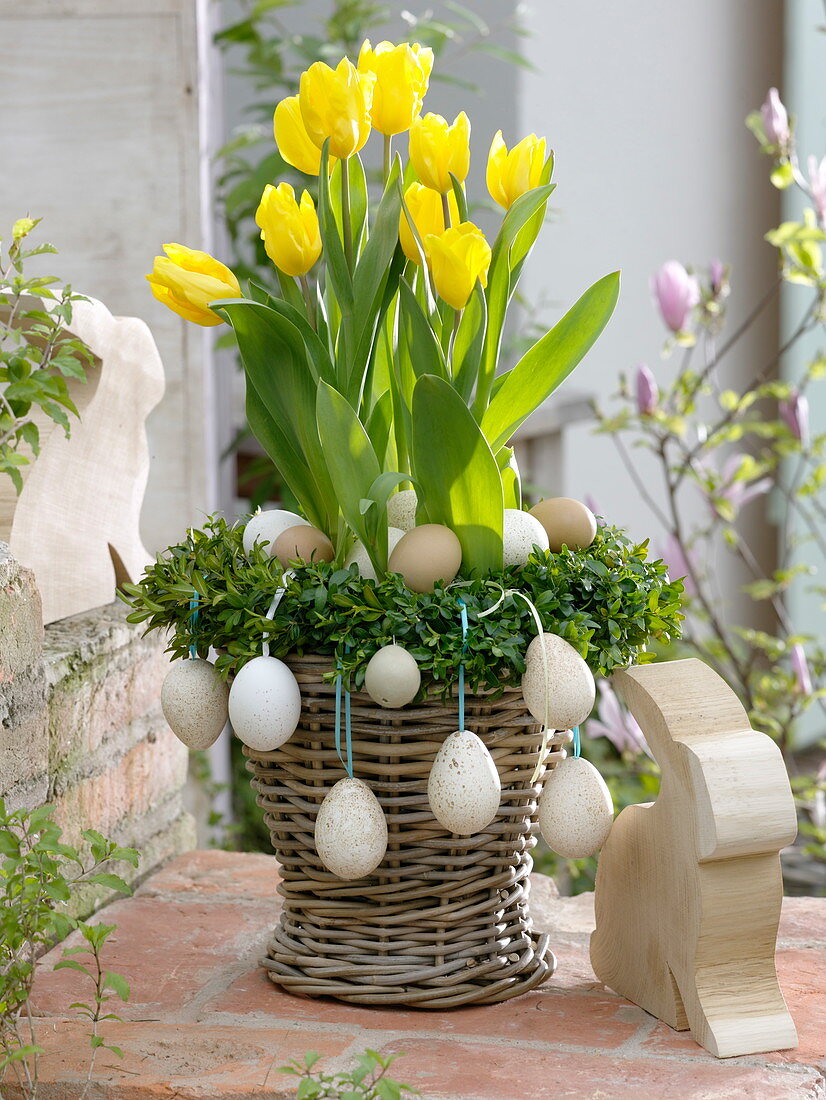 Tulipa 'Yellow Flight' (tulips) in a wicker basket with Buxus