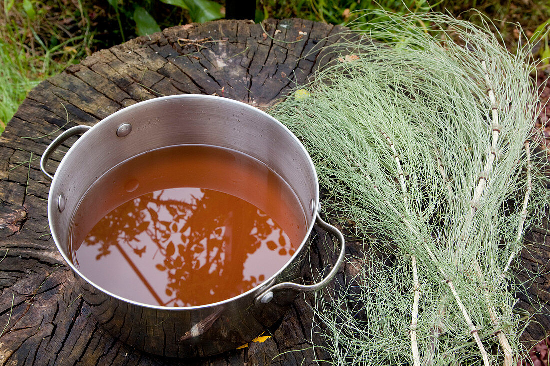 Broth from Equisetum (horsetail) as a tonic, preventive against fungal diseases