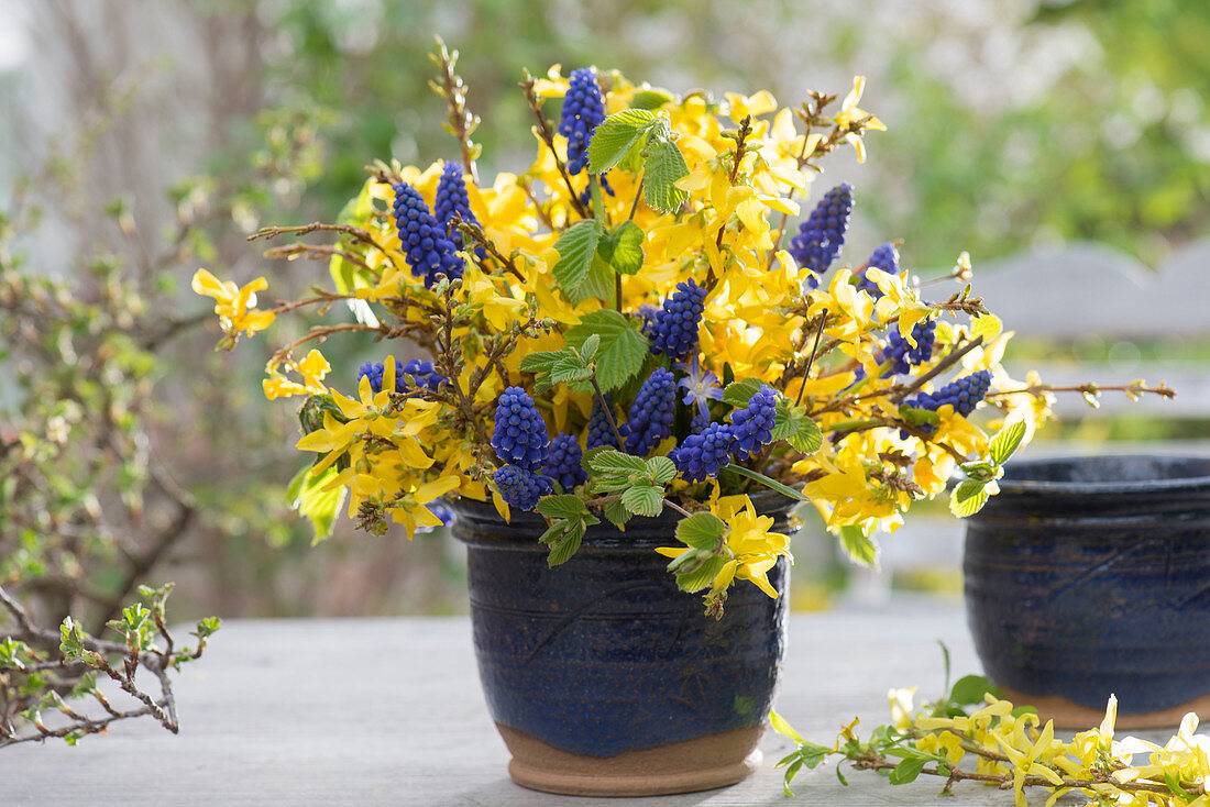 Blue-yellow spring bouquet with forsythia (goldbells)