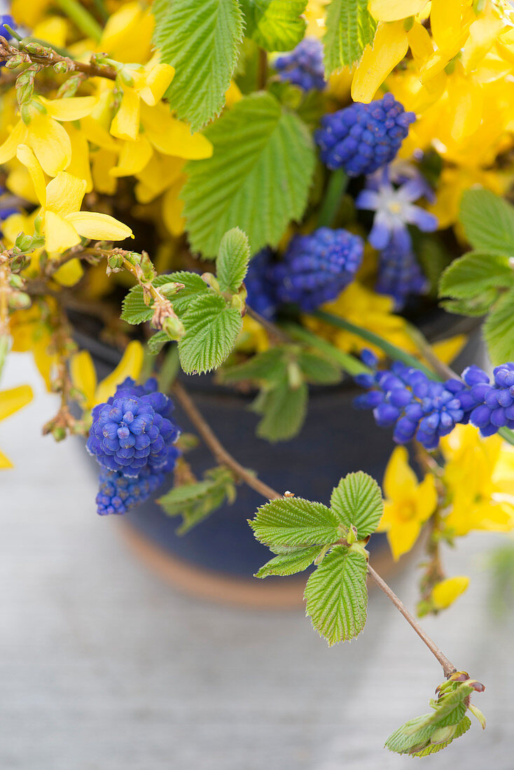 Blue-yellow spring bouquet with Forsythia (Goldbell)