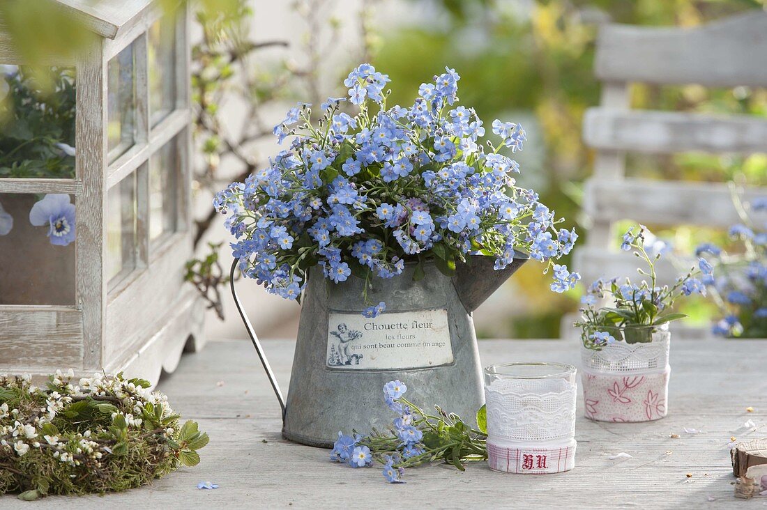 Sky-blue bouquet of Myosotis (forget-me-not) in zinc pot