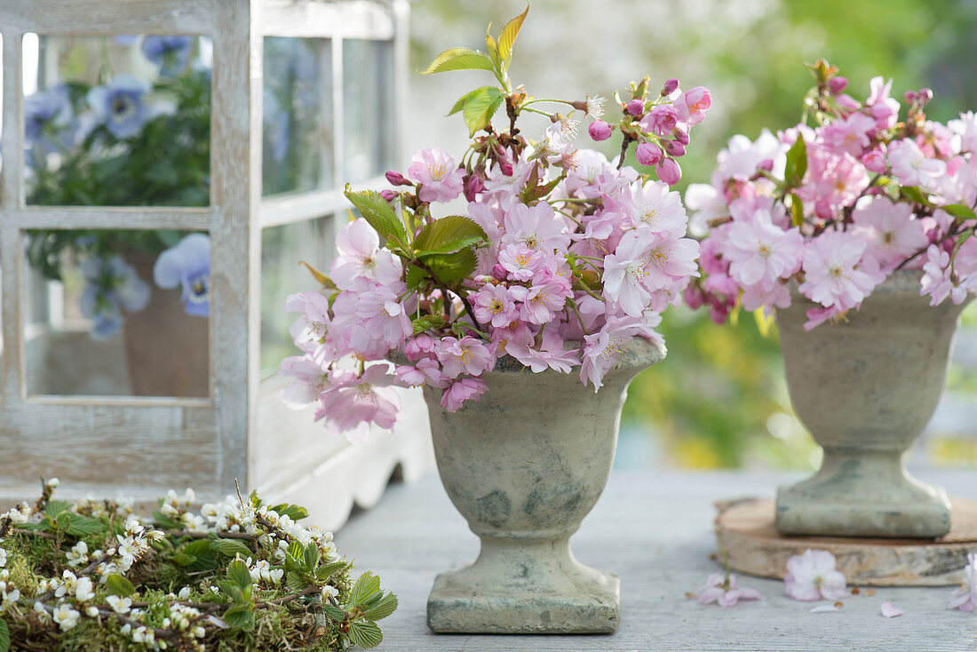 Small bouquets of Prunus sargentii 'Accolade' (Japanese ornamental cherry)