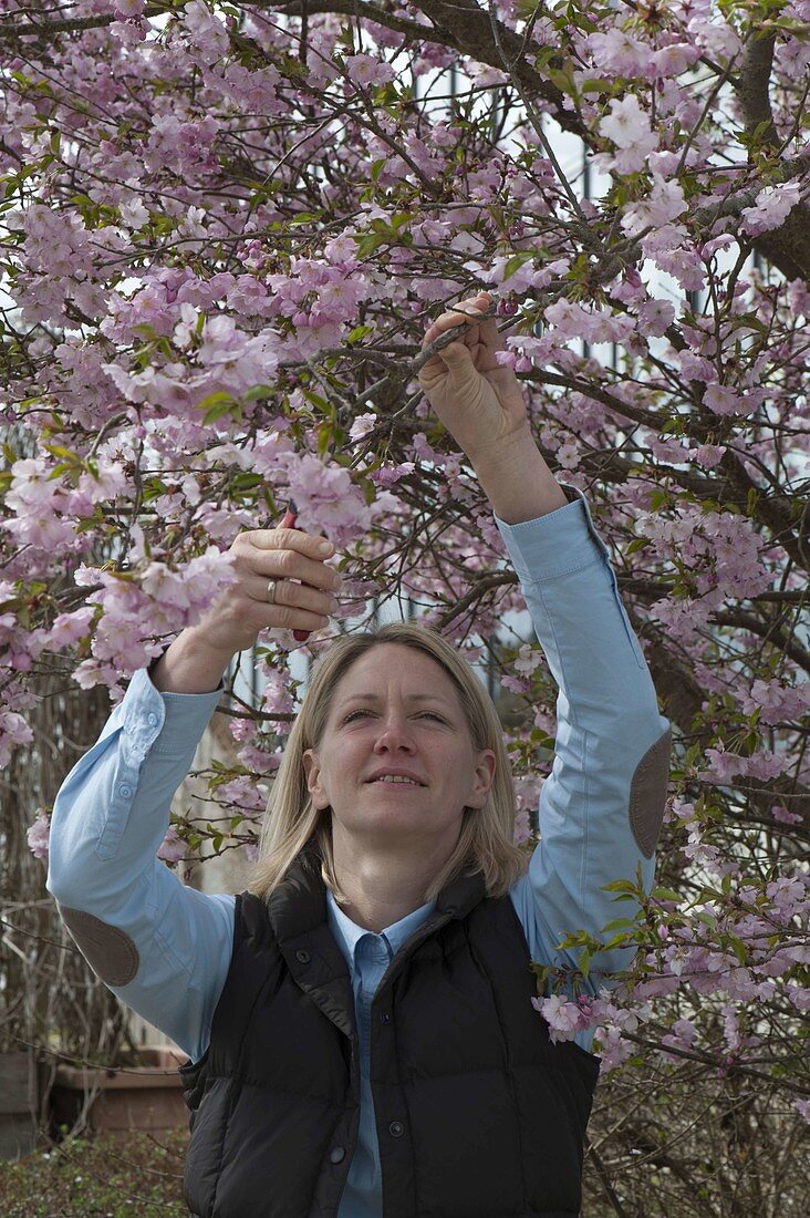 Woman cutting branches of Prunus 'Accolade' (ornamental cherry)