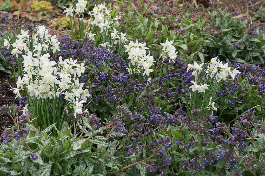 Narcissus 'White Tete a Tete' (Narcissus) and Pulmonaria (Lungwort)