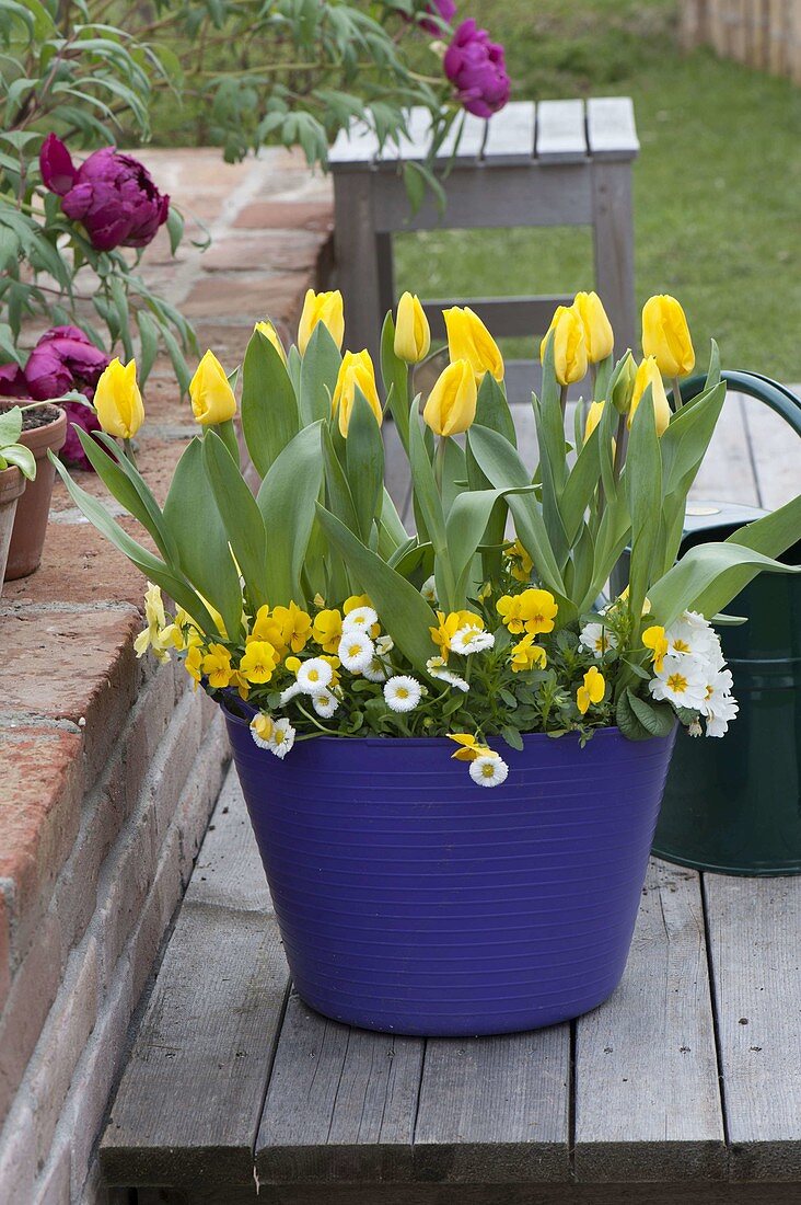 Purple plastic tub planted with Tulipa 'Yellow Flight' (tulips), V