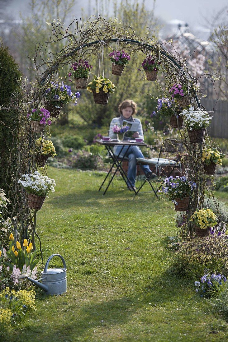 Spring flowering plants in pots hung on a rose arch