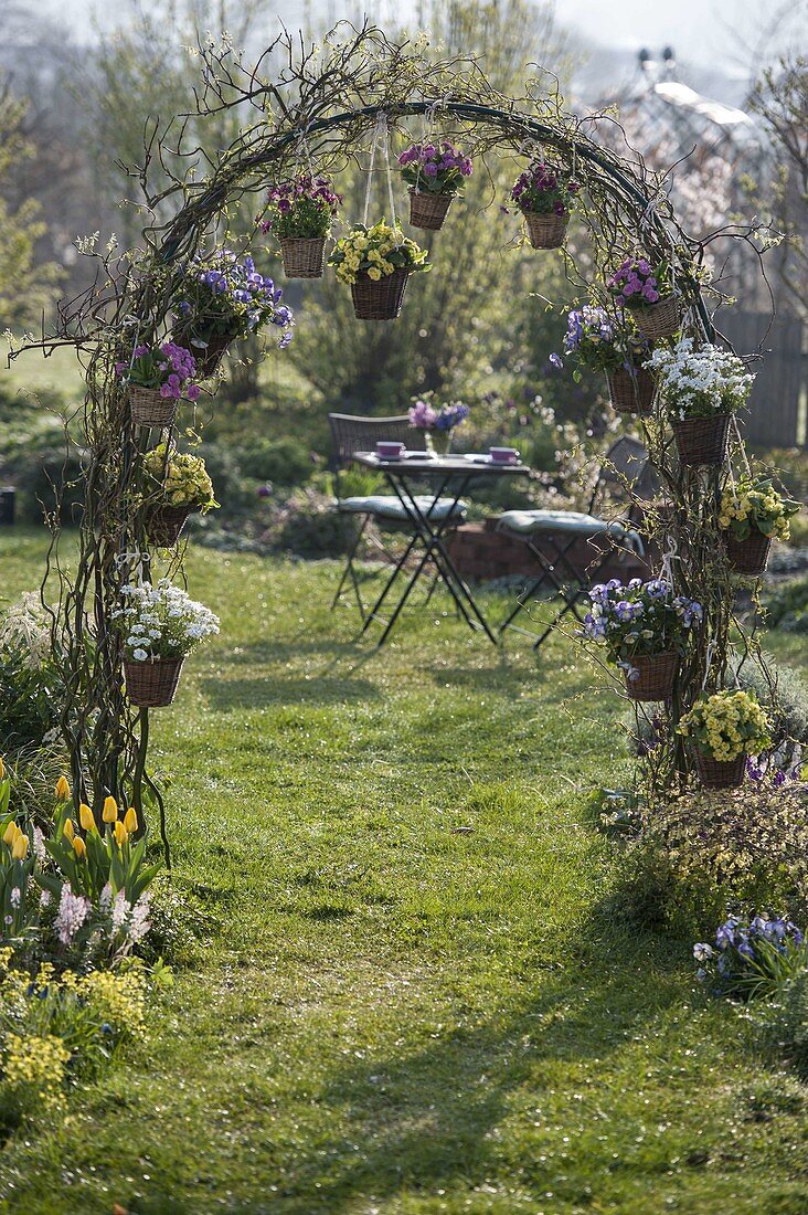 Spring bloomers in pots hung on rose arch