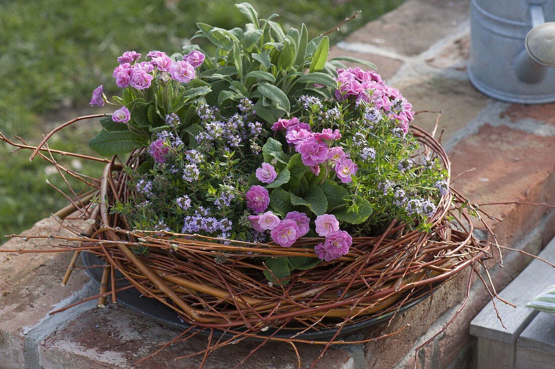 Primula 'Romance' (double primroses), savory (Satureja) and sage