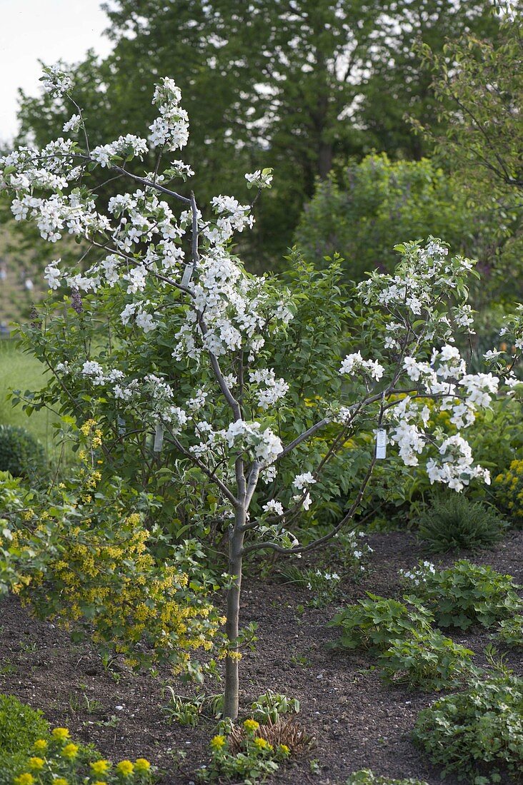 Blühender Apfelbaum (Malus), veredelt mit vier verschiedenen Sorten