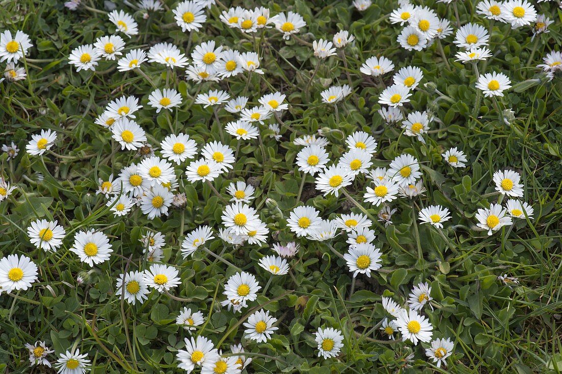 Bellis perennis (Gänseblümchen) im Rasen