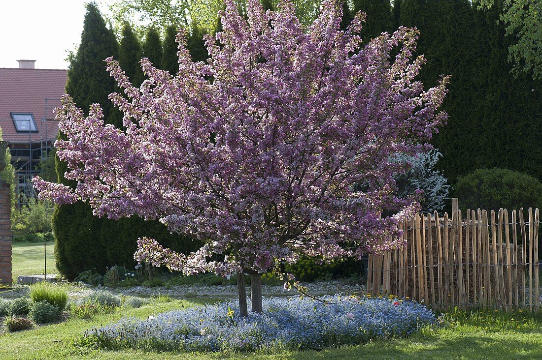 Malus 'Paul Hauber' (Zierapfel), Baumscheibe mit Myosotis