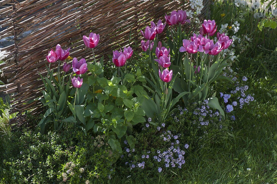 Tulipa 'Ollioules' (tulips), savory (Satureja) and lemon balm