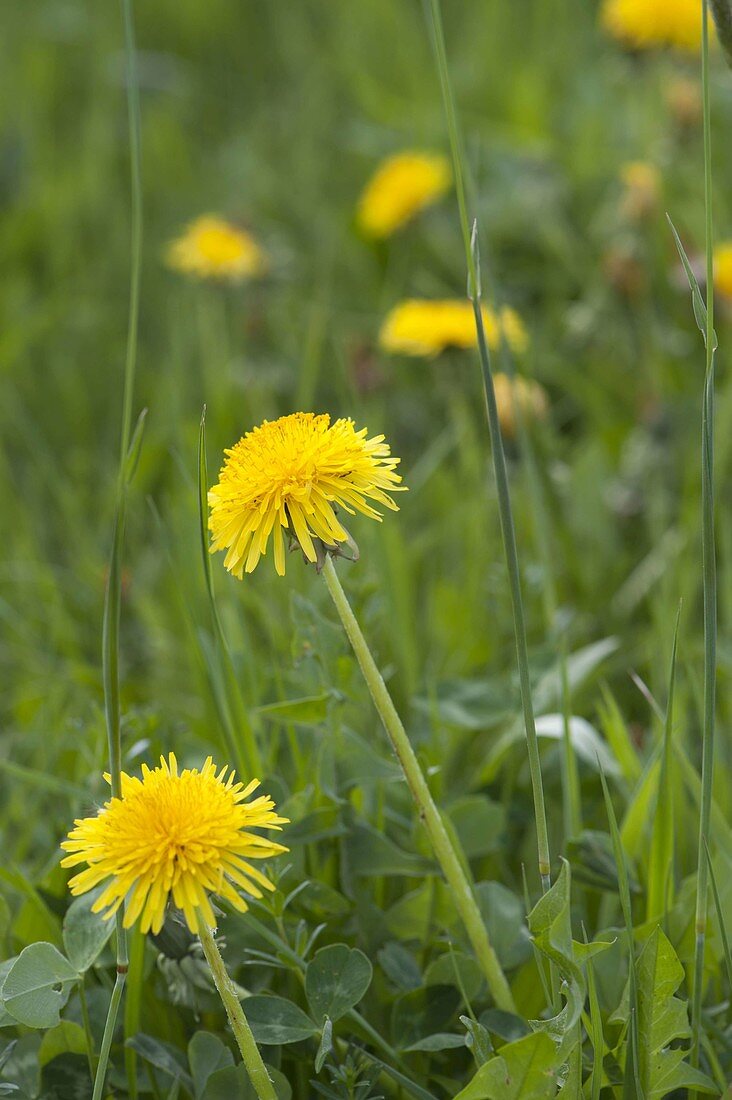 Taraxacum (dandelion) in the meadow