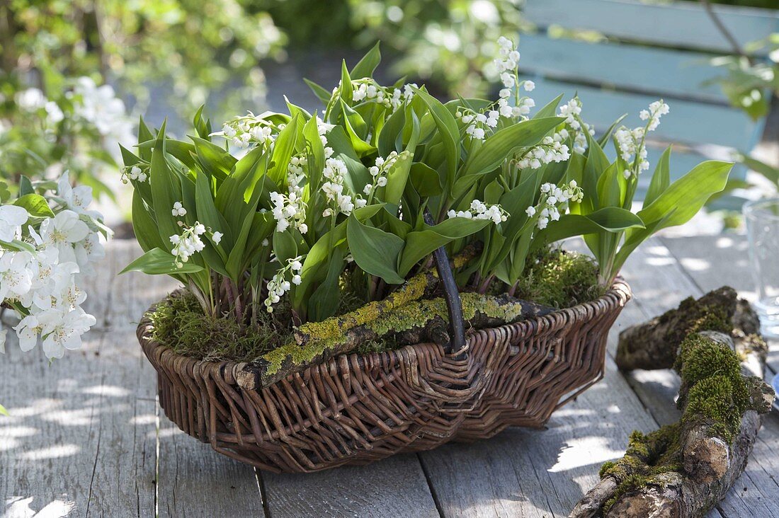 Convallaria majalis (Maiglöckchen) in Weidenkorb, dekoriert mit Moos