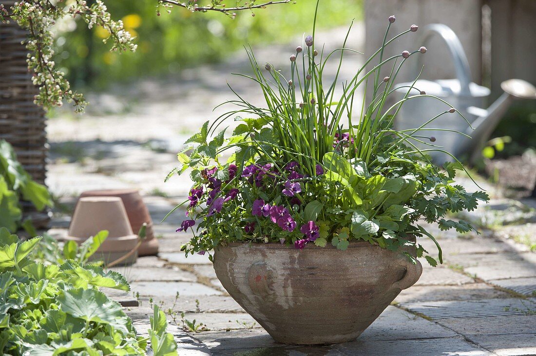 Viola cornuta (horned violet), Melissa (lemon balm), chives