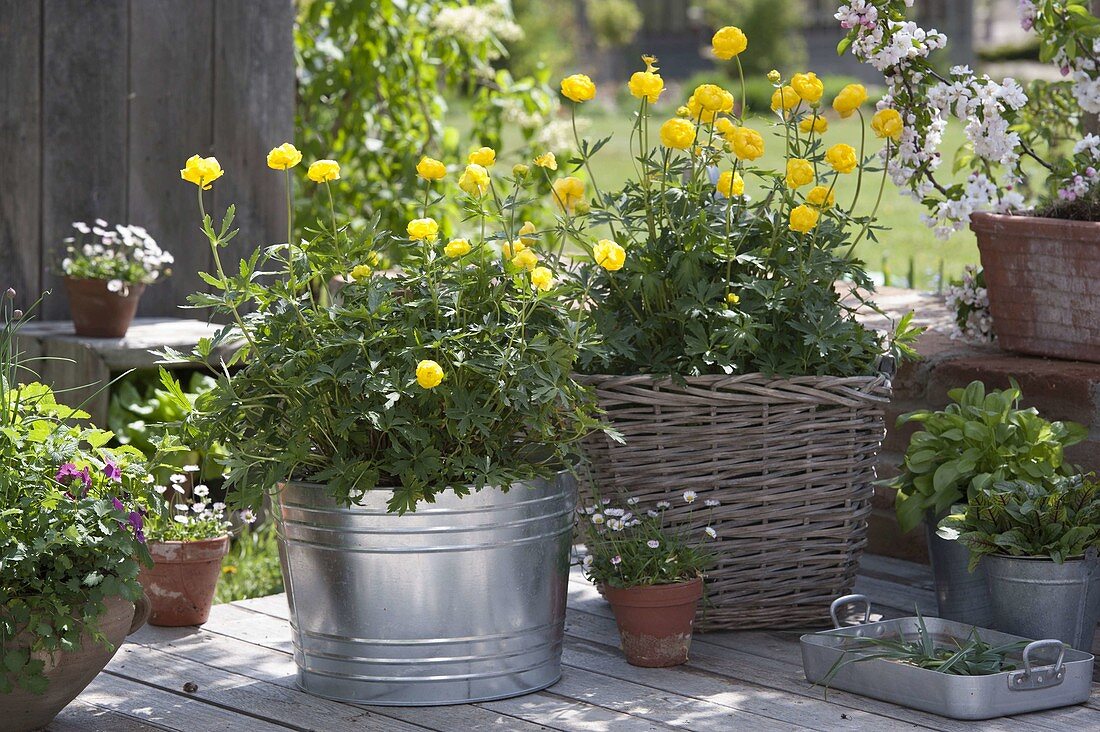 Trollius europaeus (troll flowers) in metal bucket and basket