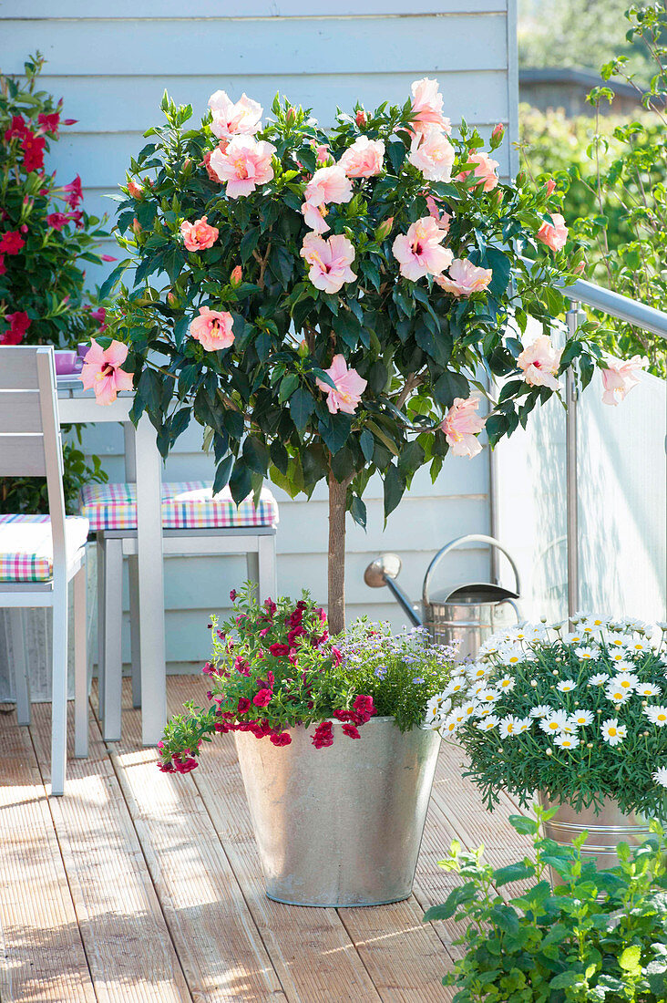 Hibiscus rosa-sinensis stems planted with Calibrachoa