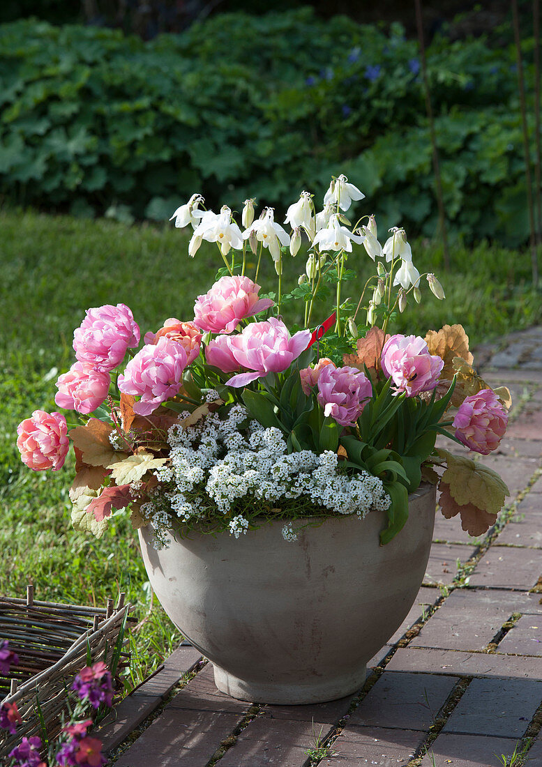 Tulipa 'Pink Star' (Gefüllte Tulpen), Aquilegia (Akelei), Lobularia