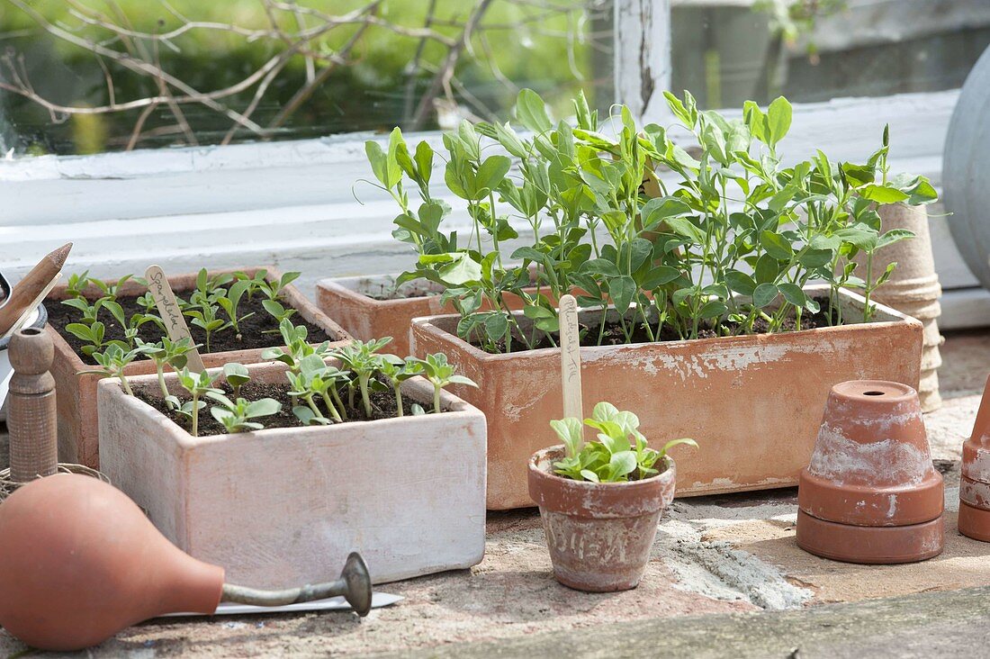 Seedlings and young plant of vegetables and summer flowers in clay boxes