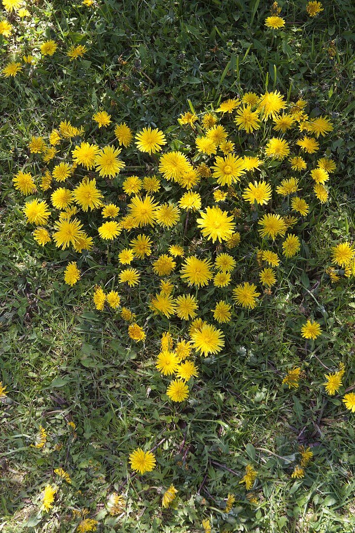 Herz aus Taraxacum (Löwenzahn) im Rasen ausgeschnitten