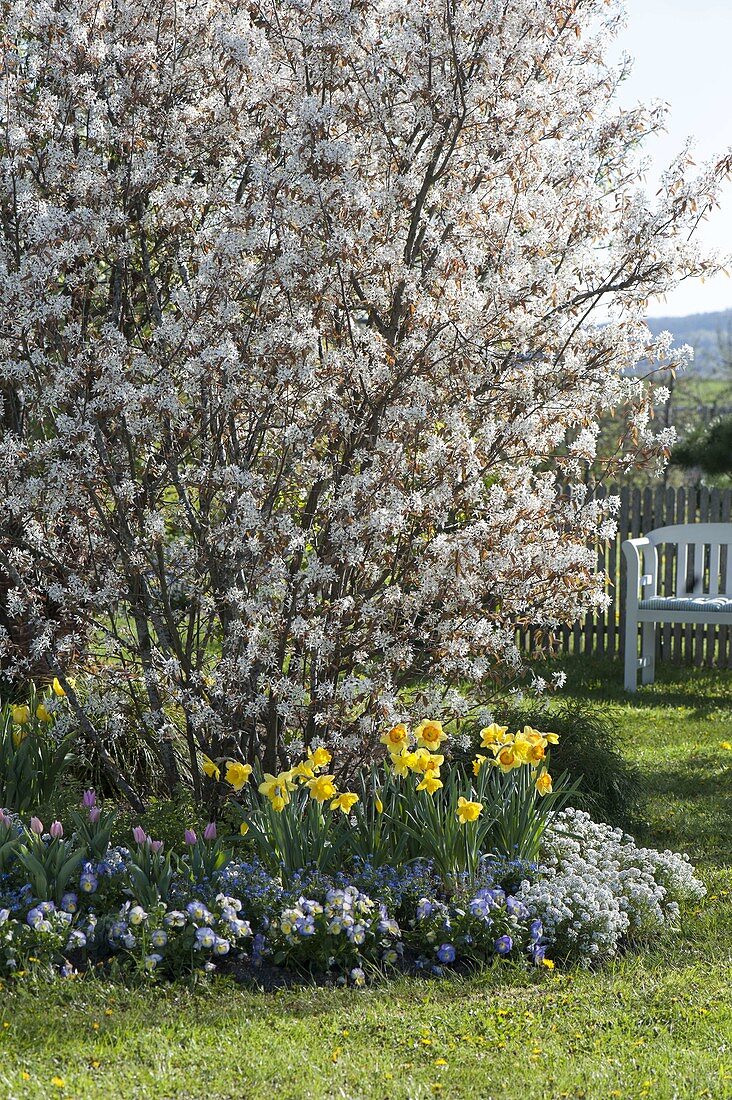 Flowering Amelanchier (Rock pear) with Narcissus (Narcissus), Tulipa