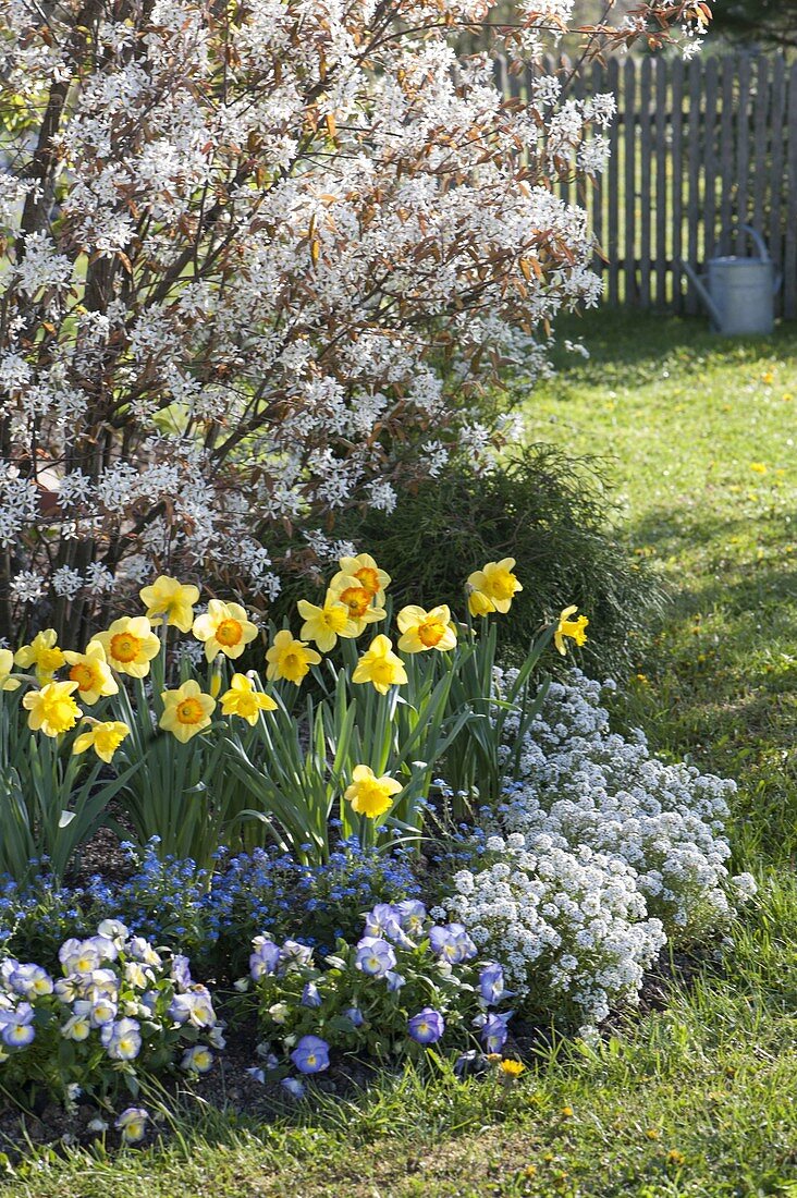 Flowering Amelanchier (Rock pear) with Narcissus (Narcissus)