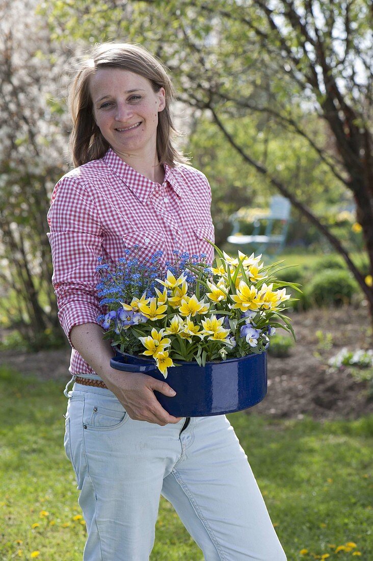 Woman brings blue pot with Tulipa tarda (wild tulips), Myosotis