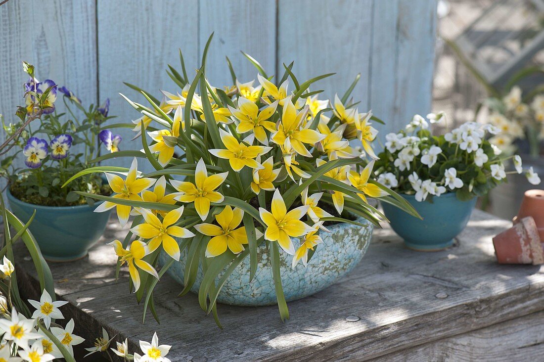 Tulipa tarda (Wildtulpen), Viola sororia (Pfingstveilchen), Viola cornuta