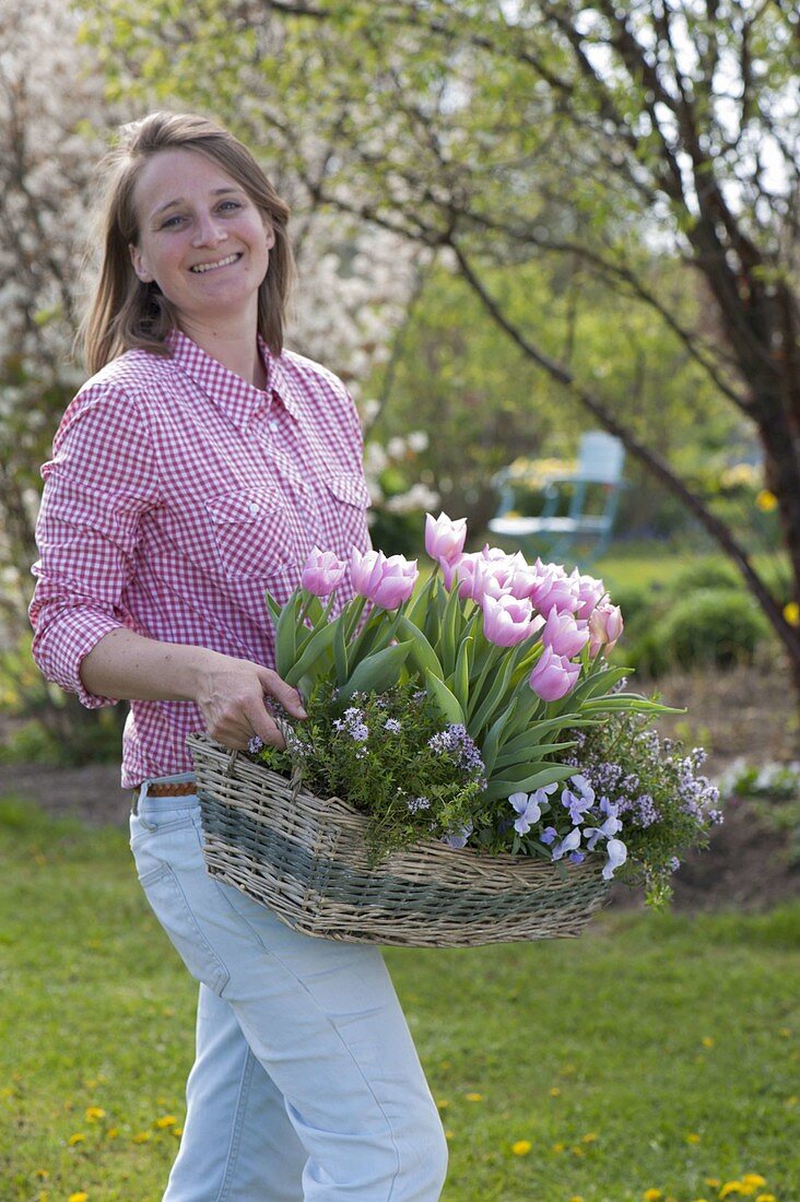 Woman with basket of Tulipa 'Evening Breeze' (tulips), savory