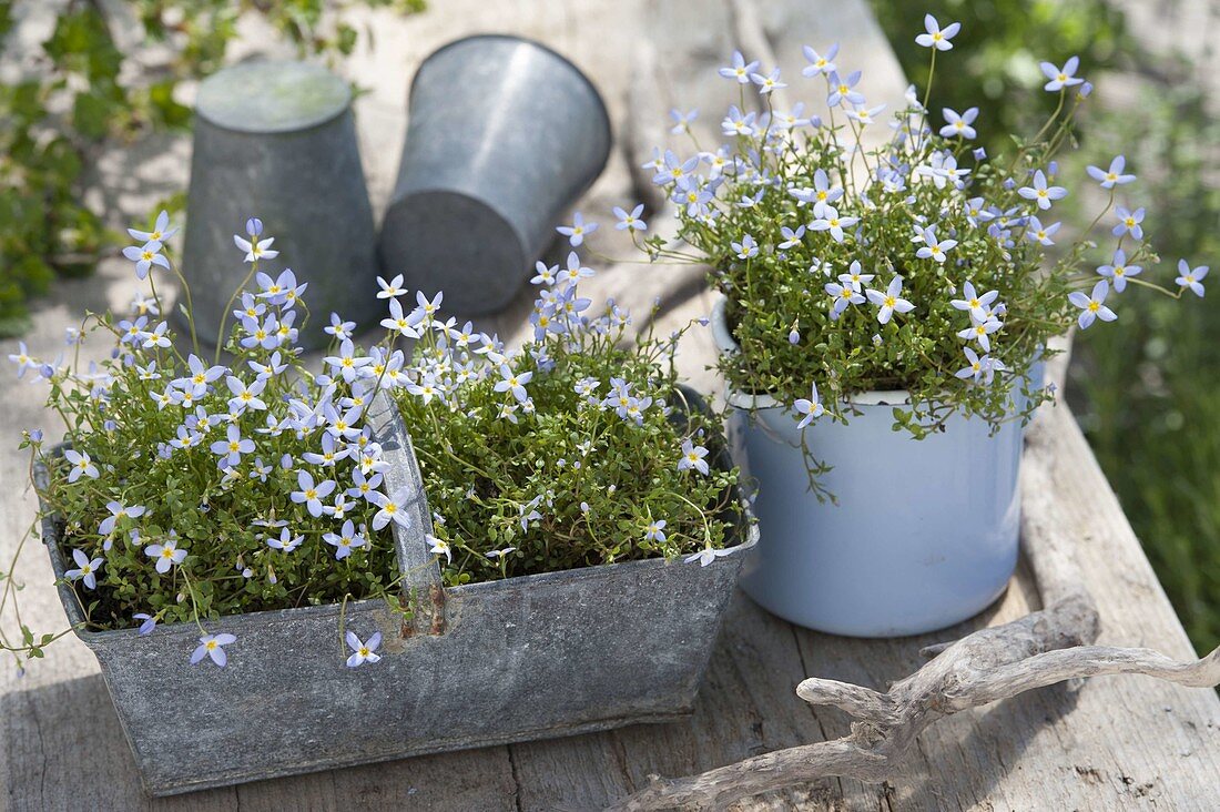 Houstonia caerulea 'Millard' (Porzellansternchen) in Zink-Korb und Milchtopf