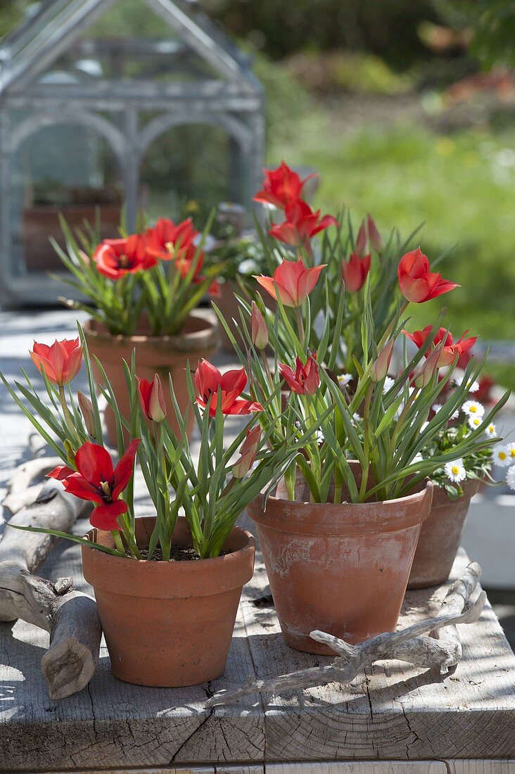 Tulipa linifolia (Leinblättrige Tulpen, Wildtulpen) in Tontöpfen