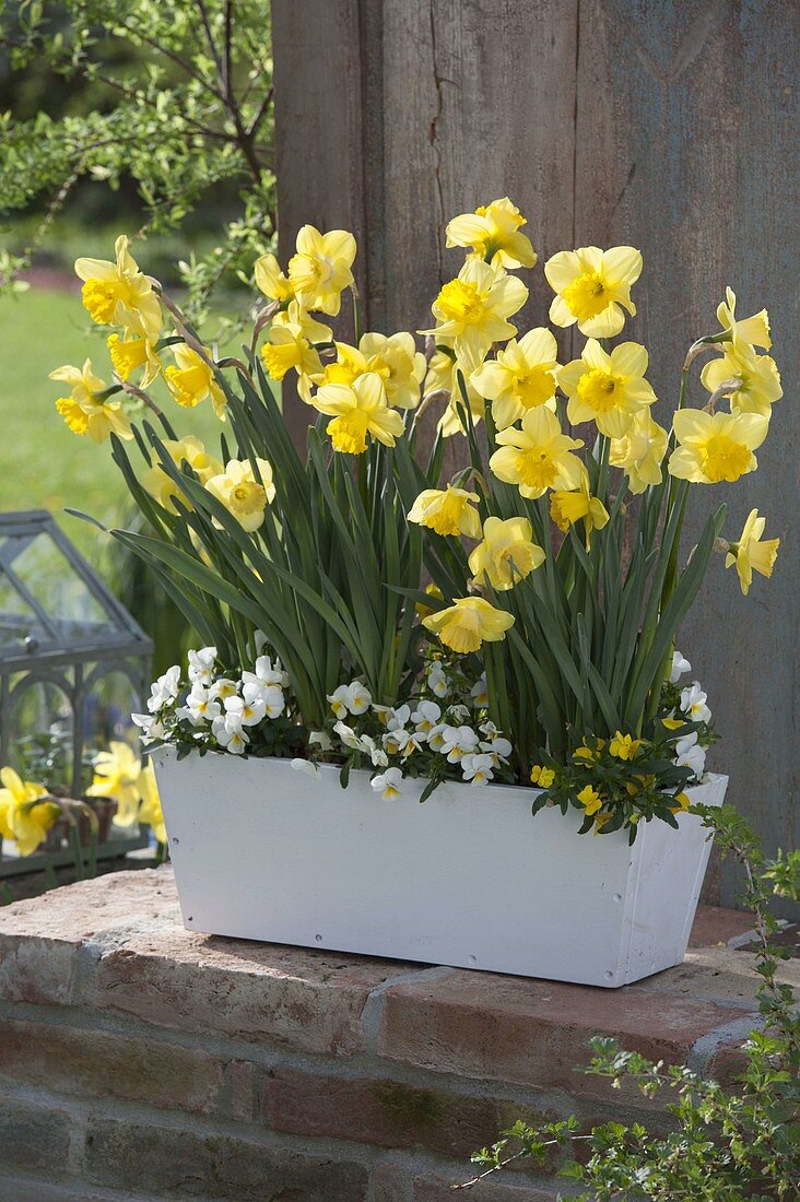 Wooden flower box with Narcissus (daffodils) and Viola cornuta