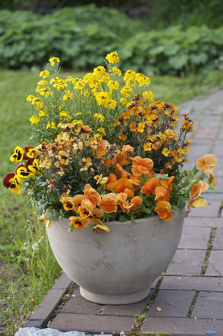 Yellow-orange planted pot with Viola wittrockiana (Pansy)
