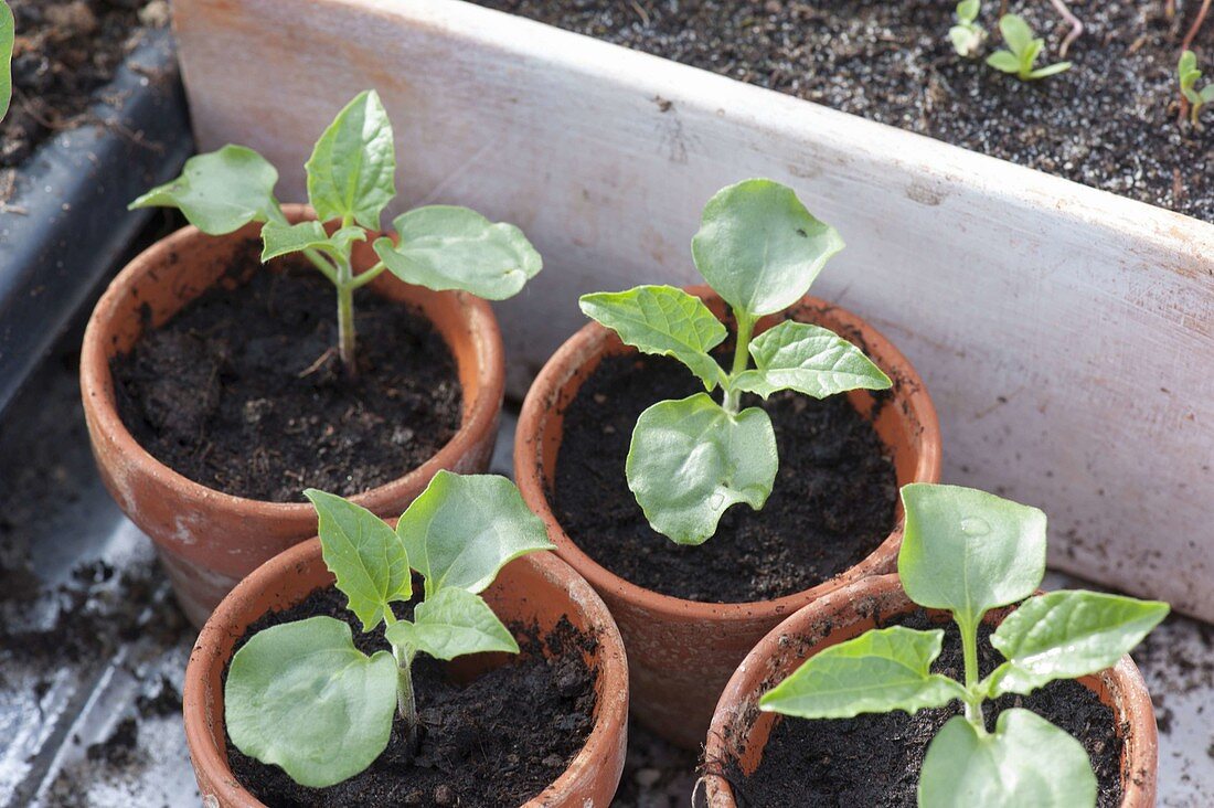 Seedlings of Thunbergia alata (Black-eyed Susanne) in clay pots