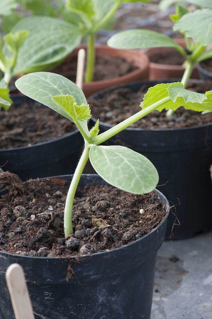 Jungpflanze von Zucchini (Cucurbita pepo) in Plastiktopf