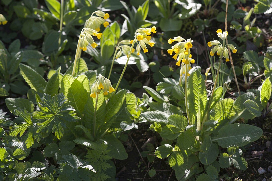 Primula veris in the light shade