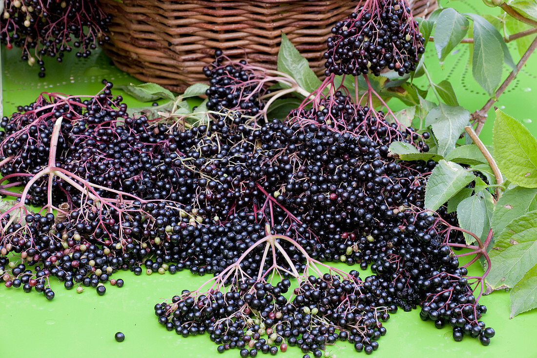 Noun: freshly harvested elderberries (Sambucus nigra)