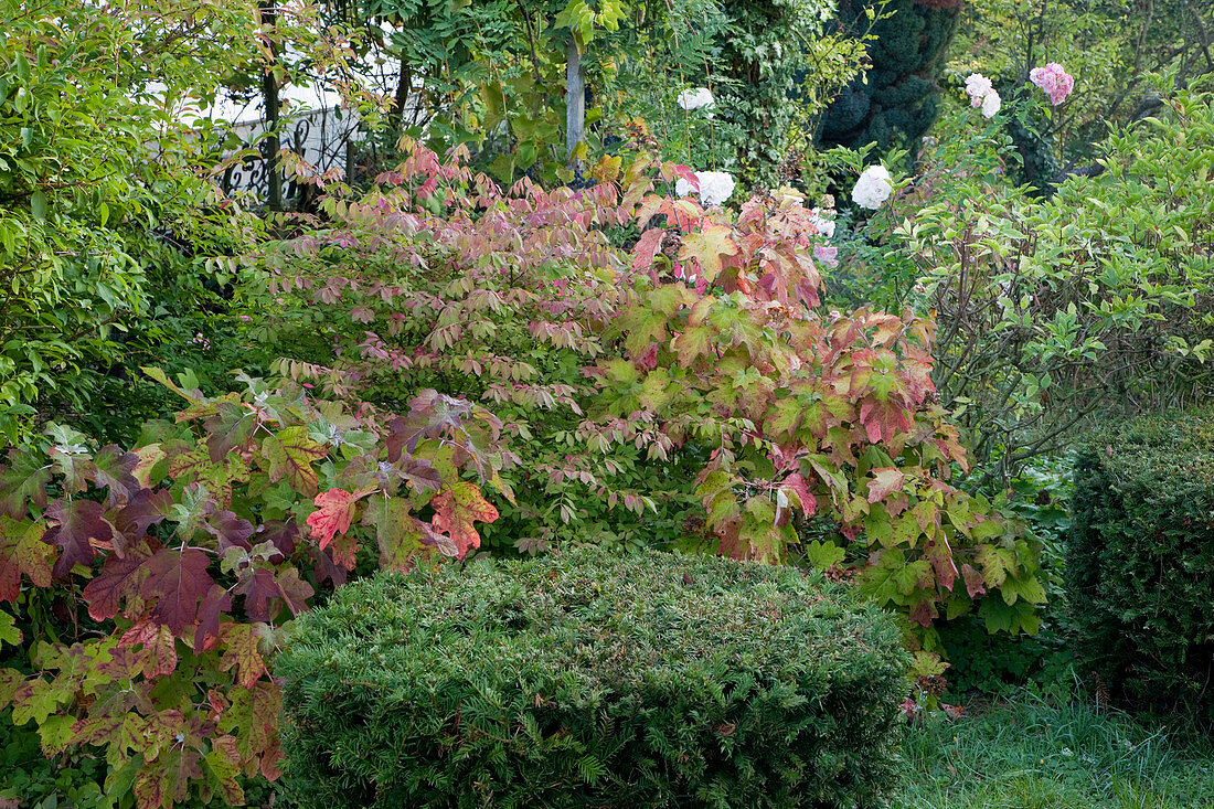 Noun: Hydrangea quercifolia (Eichenblatt-Hortensie), Euonymus alatus (Korkleisten-Spindelstrauch), Taxus baccata (Eibe) formgeschnitten, im Hintergrund Rosa (Rosen)