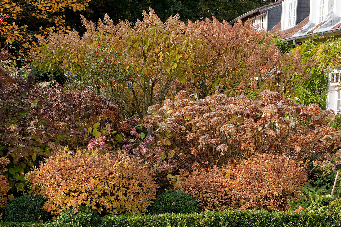 Herbstliches Gehölzbeet mit Hydrangea paniculata 'Annabelle', 'Grandiflora' (Hortensien), Spiraea japonica 'Golden Princess' (Japanische Zwerg-Spiere) - hinter Hecke aus Buxus (Buchs)