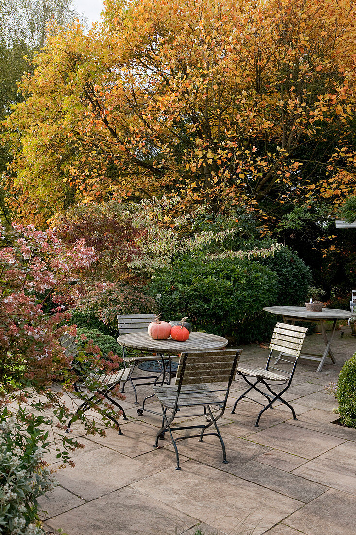 Noun: terrace protected by trees, Abelia (abelia), Liriodendron tulipifera (tulip tree) in autumn colours, pumpkins on the table