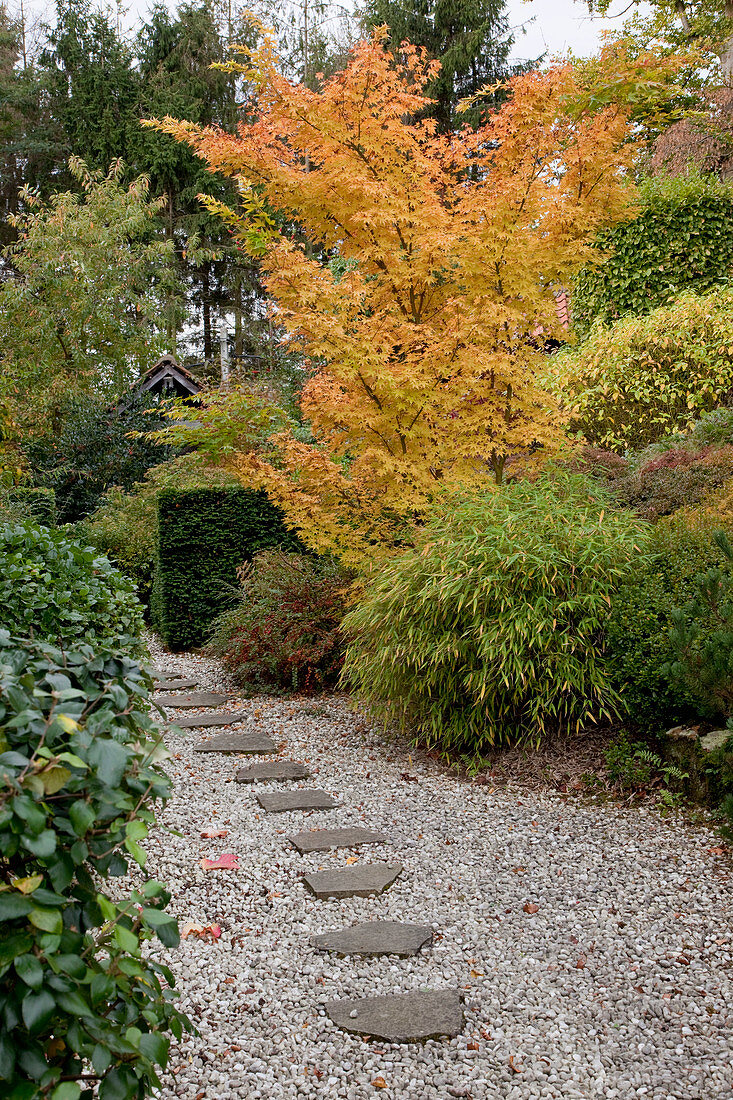 Noun: Kies-Weg mit Trittsteinen, Sinarundinaria (Bambus), Acer palmatum 'Sango Kaku' (Japanischer Fächerahorn), Cotoneaster horizontalis (Fächer-Zwergmispel) mit roten Beeren