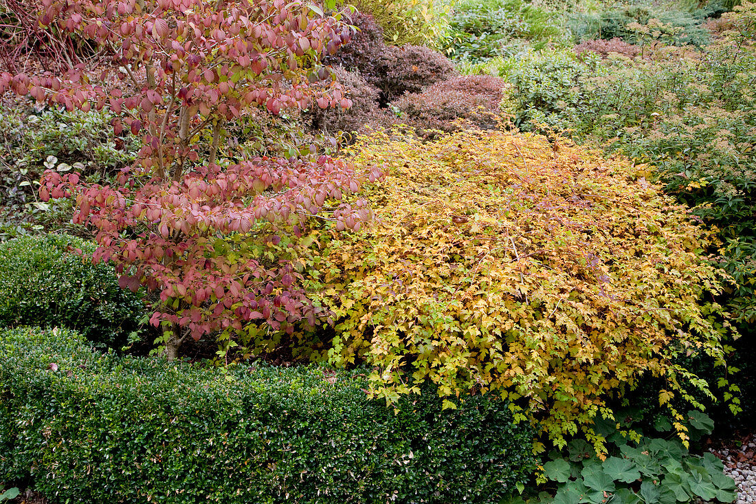 Noun: Stephanandra incisa 'Crispa' (Wreath spirea) and Viburnum plicatum 'Watanabe' (Snowball) behind hedge of Buxus (Boxwood)