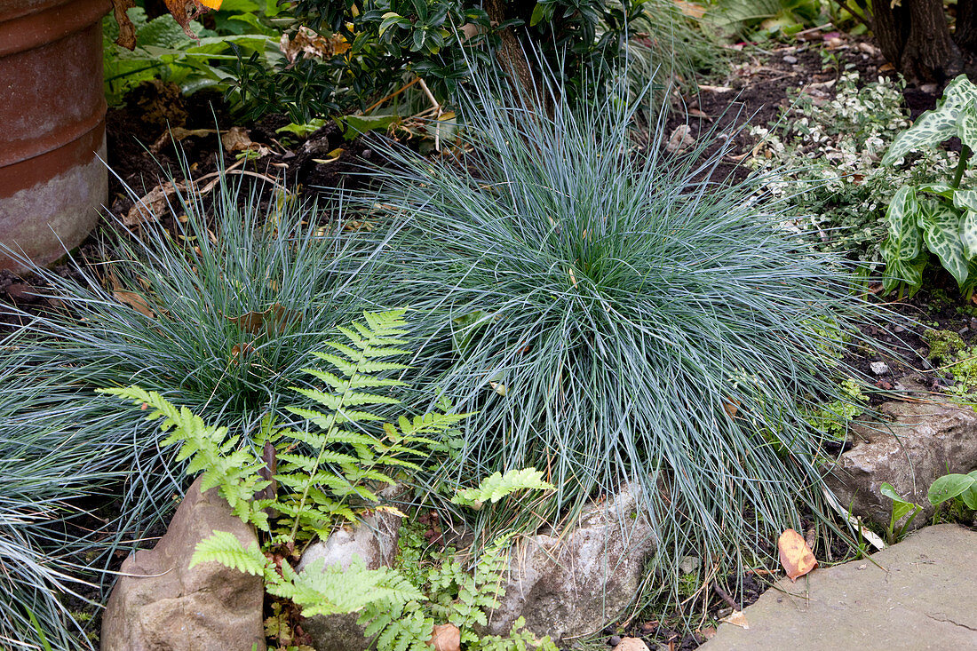 Festuca glauca (blue winglet)