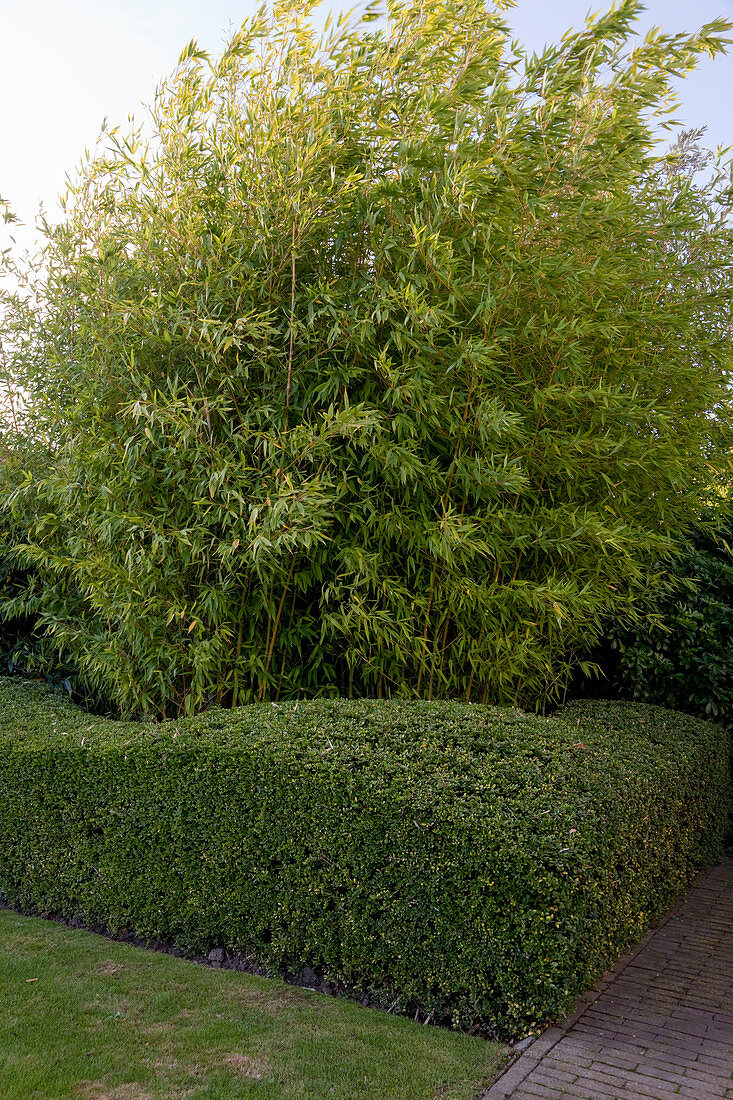 Noun: formgeschnittene Hecke aus Lonicera Maigrün' (Heckenkirsche) und Phyllostachys aurea (Bambus)